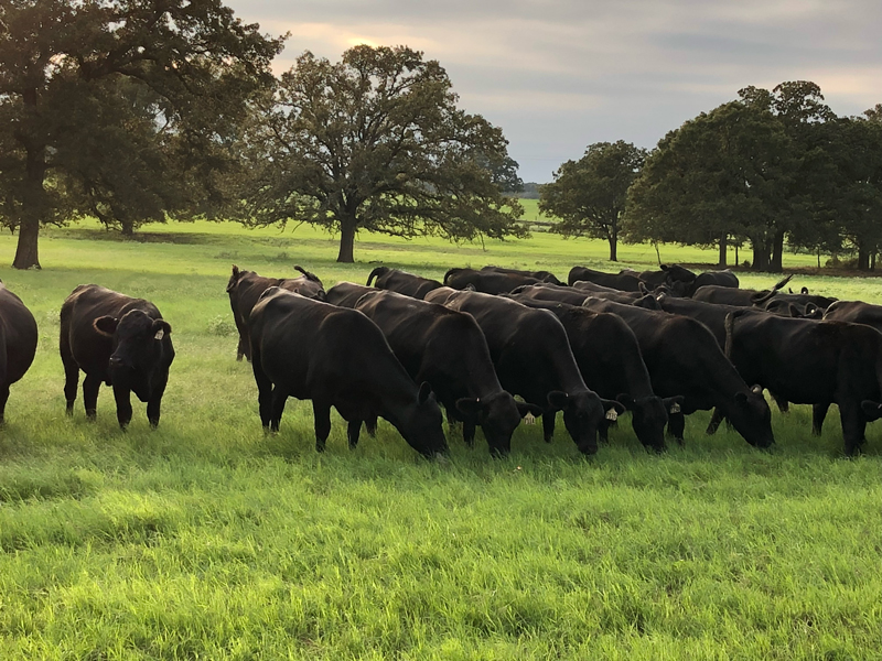 BrazosBend_Cattle1
