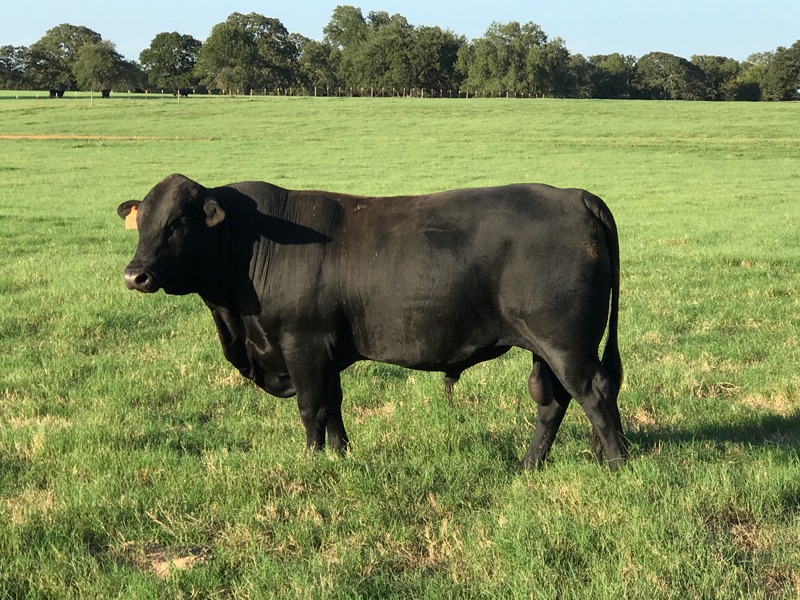 BrazosBend_Cattle2